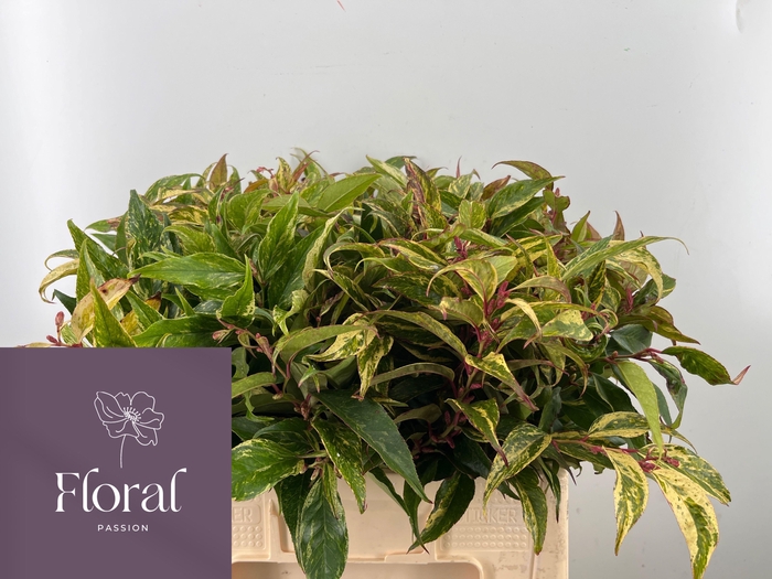 <h4>LEUCOTHOE FONT RAINB</h4>