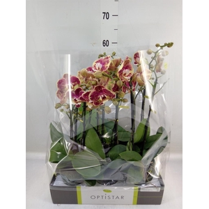 Phalaenopsis   ...red