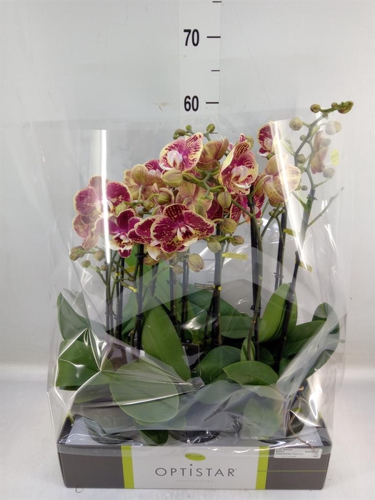 <h4>Phalaenopsis ...red</h4>