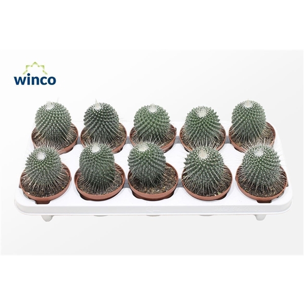 <h4>Mammillaria Spinosisima Un Pico</h4>
