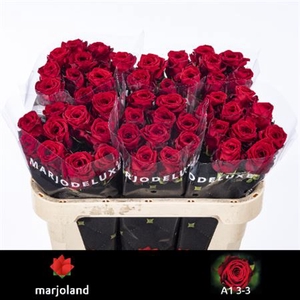 Rosa grootbloemig Red Naomi!