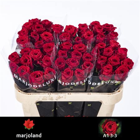 <h4>R Gr Red Naomi!</h4>
