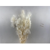 Dried Lunaria Bleached Bunch