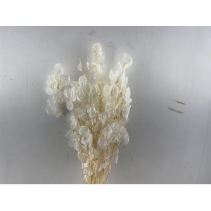 Dried Lunaria Bleached Bunch