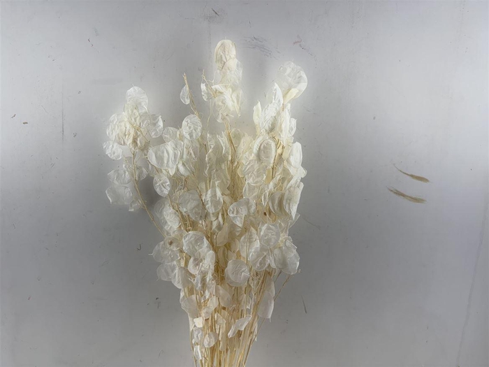 Dried Lunaria Bleached Bunch