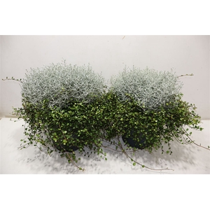 Leucoph Brownii + Muehlenbeckia
