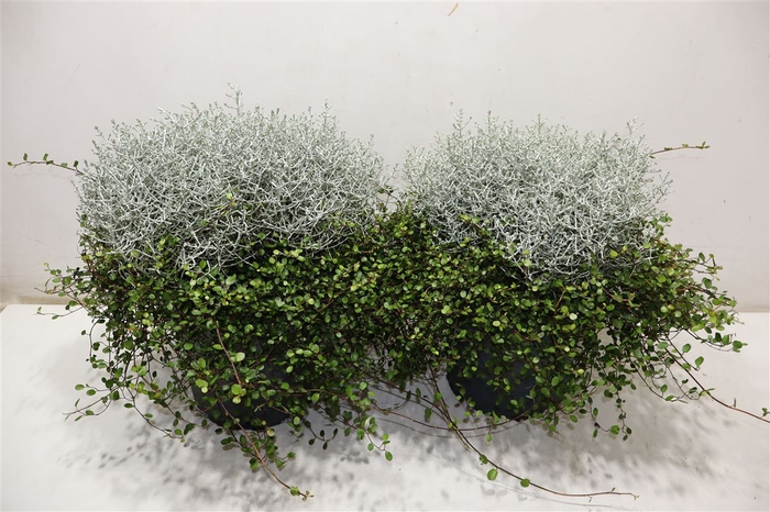 <h4>Leucoph Brownii + Muehlenbeckia</h4>