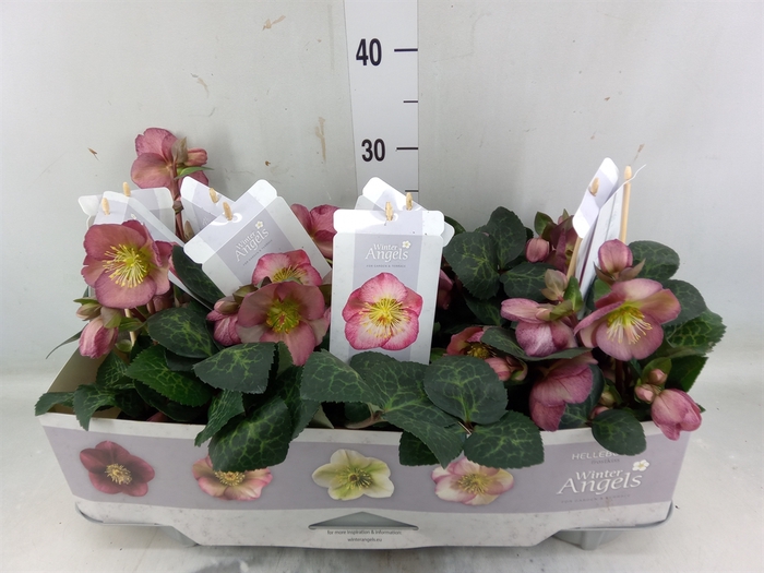 <h4>Helleborus  'Fkiss Elemental'</h4>