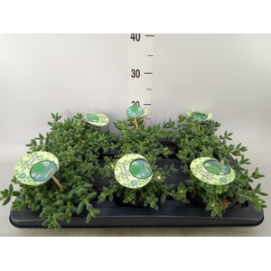 Delosperma echinatum