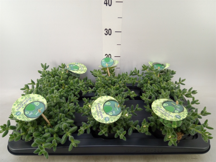 <h4>Delosperma echinatum</h4>