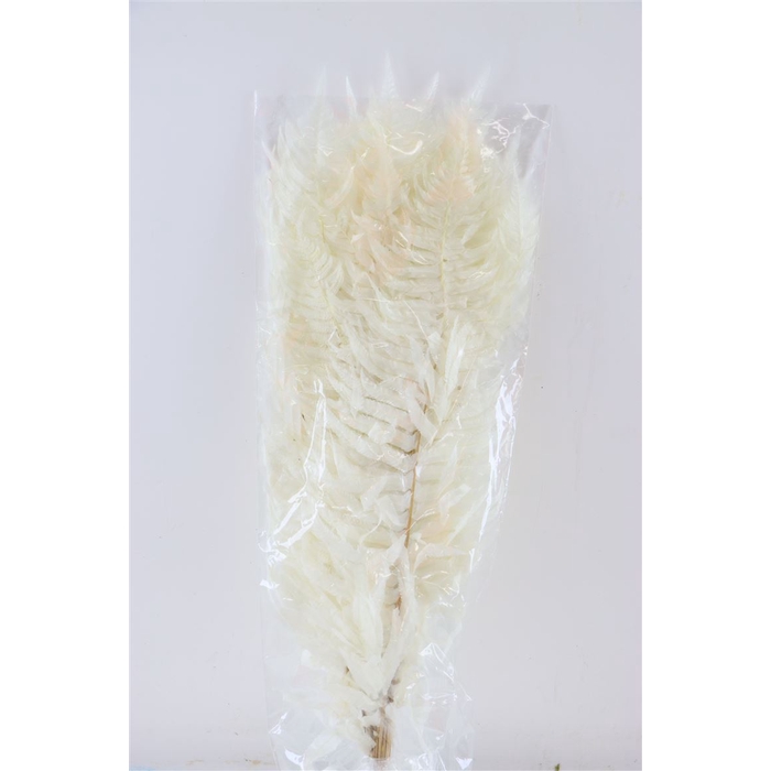 <h4>DRIED FLOWERS - PRESERVED SWORD FERN 20PC BLEACHED</h4>