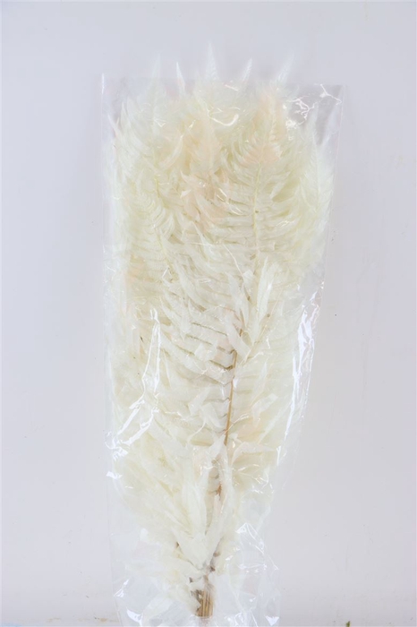 DRIED FLOWERS - PRESERVED SWORD FERN 20PC BLEACHED