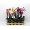Phalaenopsis grootbloemig 2 tak gemengd in tray MX 2-50 G