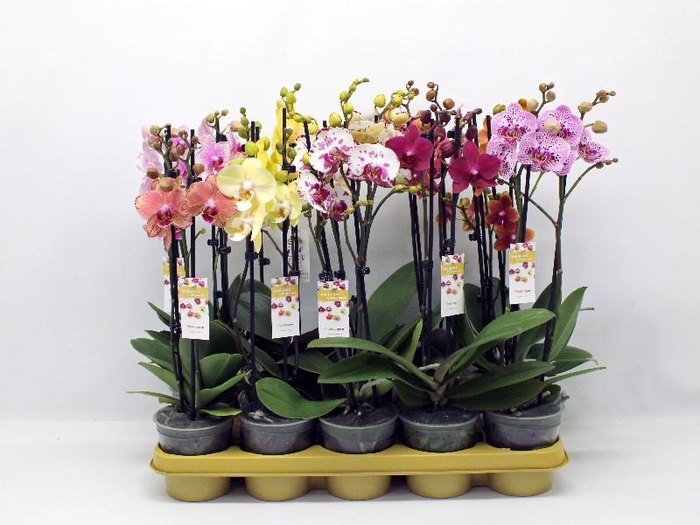 Phalaenopsis grootbloemig 2 tak gemengd in tray MX 2-50 G