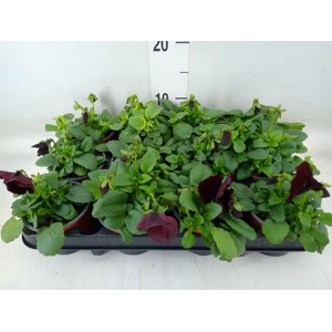 Viola wr. 'Delta Rose Surprise'