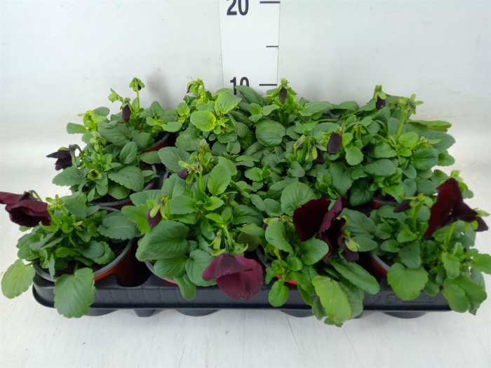 <h4>Viola wr. 'Delta Rose Surprise'</h4>