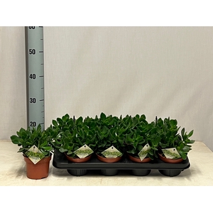CRASS OVATA