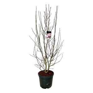 Magnolia soulangeana