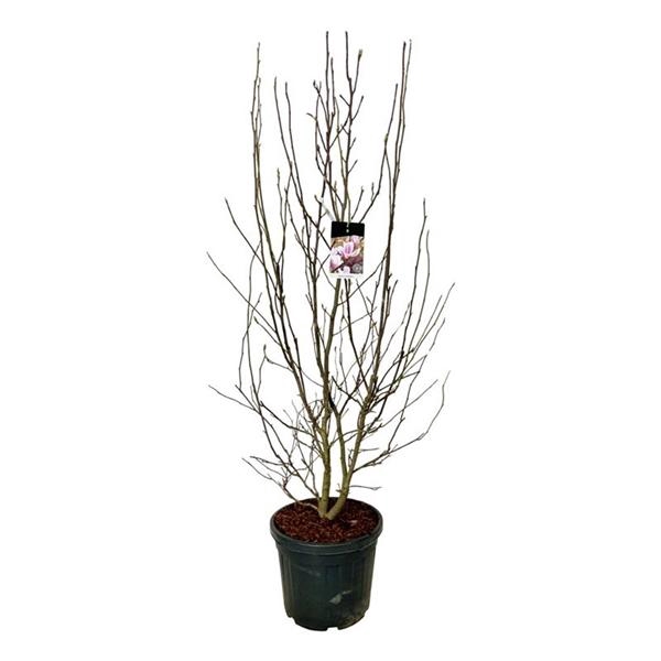 <h4>Magnolia soulangeana</h4>