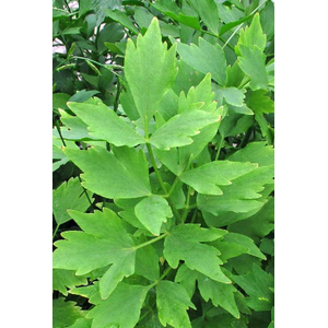 Levisticum officinale