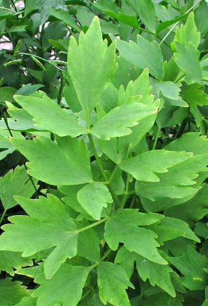 <h4>Levisticum officinale</h4>