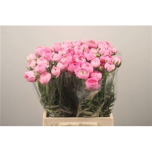 Ran. Elegance Pink Extra