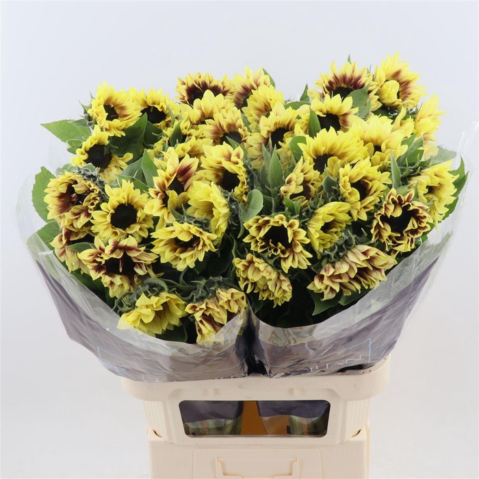 <h4>Helianthus Annuus 'marley'</h4>