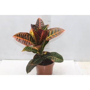 CROTON HIBRIDO PETRA P17