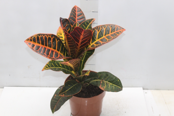 <h4>CROTON HIBRIDO PETRA P17</h4>