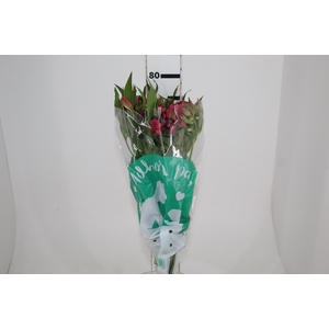 ALSTROEMERIA ALYNA 080 CM