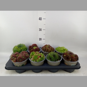 Sempervivum   ...mix