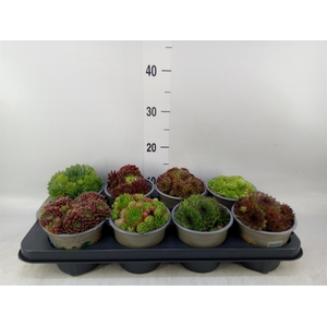 Sempervivum   ...mix