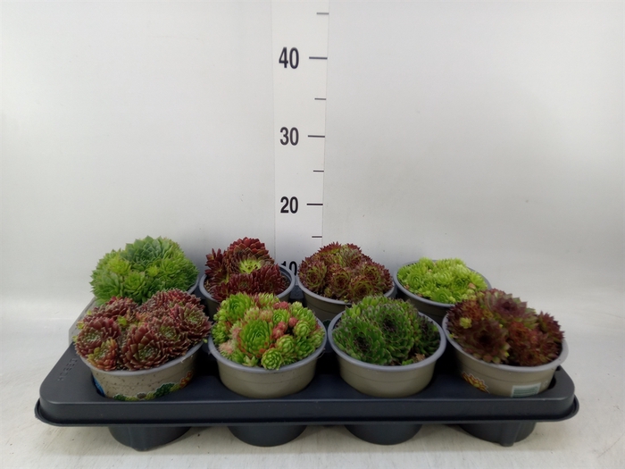 <h4>Sempervivum   ...mix</h4>