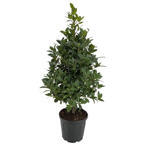 Laurus nobilis Piramide