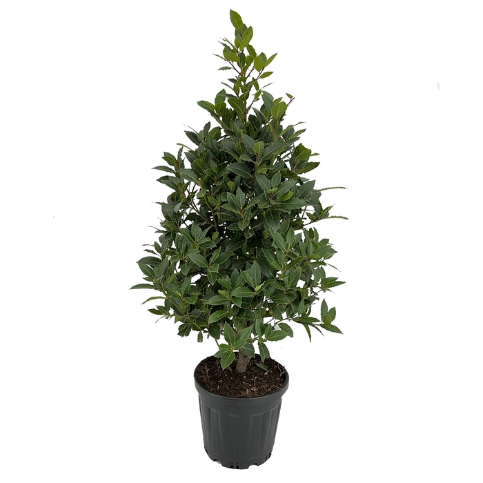<h4>Laurus nobilis Piramide</h4>