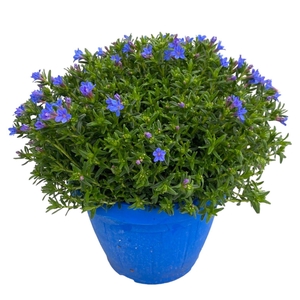 GLANDO DIF HEAVEN BL