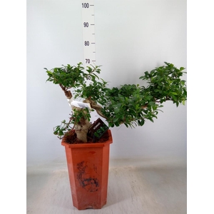 Ficus microcarpa 'Ginseng'