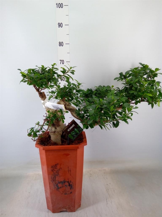<h4>Ficus microcarpa 'Ginseng'</h4>