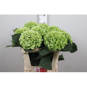 Hydr Cl M Whi Ver Groen