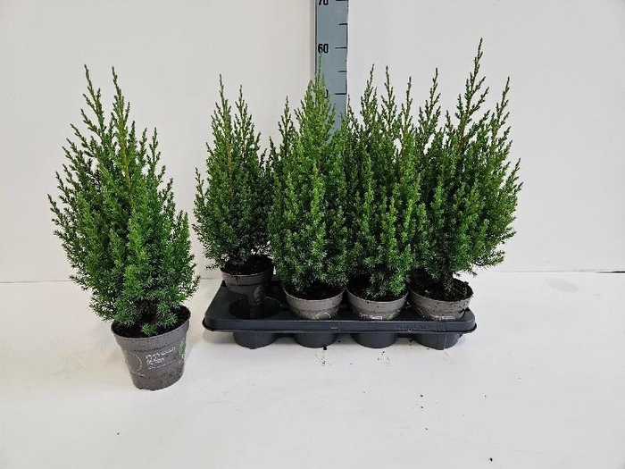 <h4>Juniperus Chin Stricta</h4>