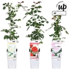 Rosa Klim Roos Mixk 3 Kleuren