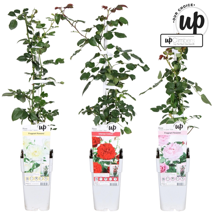 Rosa Klim Roos Mixk 3 Kleuren