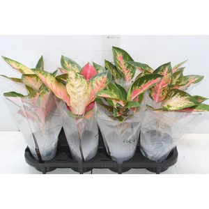 AGLAONEMA LAWAN P12