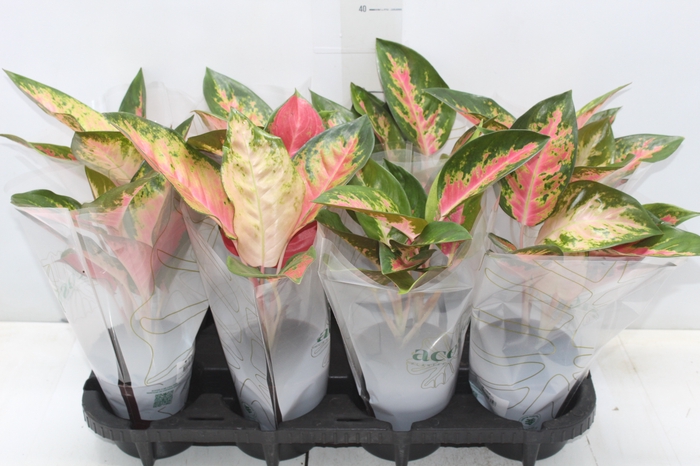 <h4>AGLAONEMA LAWAN P12</h4>