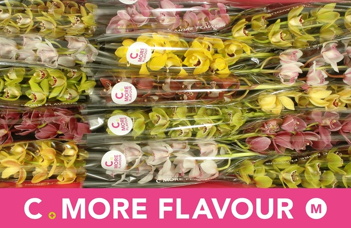 <h4>CYMB MI GEM</h4>