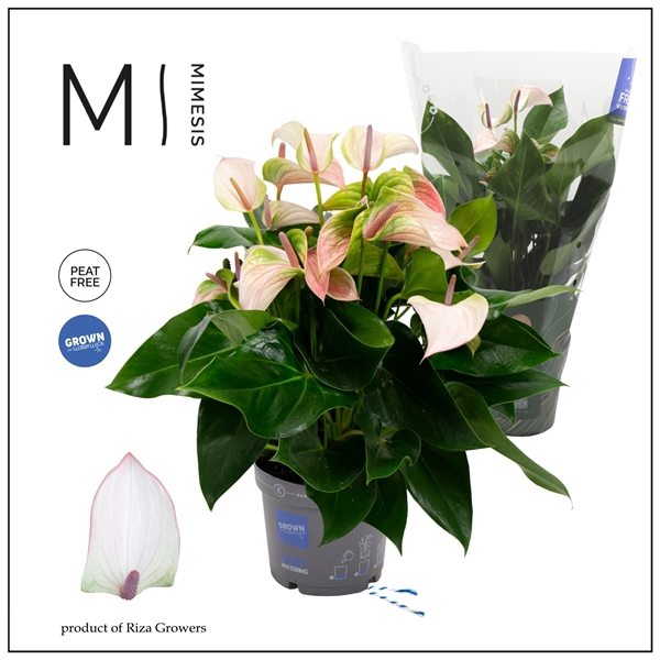 <h4>Mimesis Anthurium KARMA Pulse - 17cm</h4>