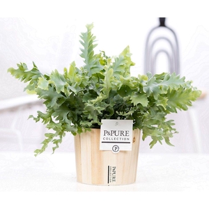 Phlebodium Davana in P&PURE Wood 5