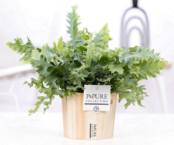 <h4>Phlebodium Davana in P&PURE Wood 5</h4>