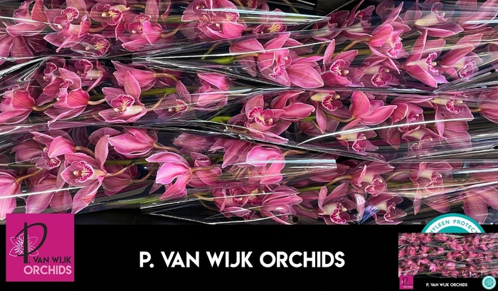 <h4>CYMB T TOLEDO</h4>