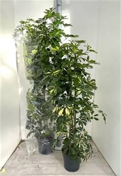 <h4>SCHEF AR GOLD CAPELL</h4>